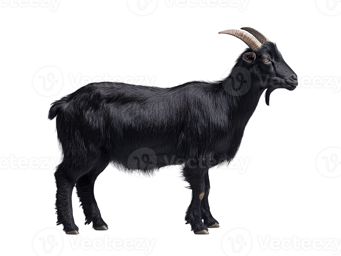 black goat isolated on transparent background png