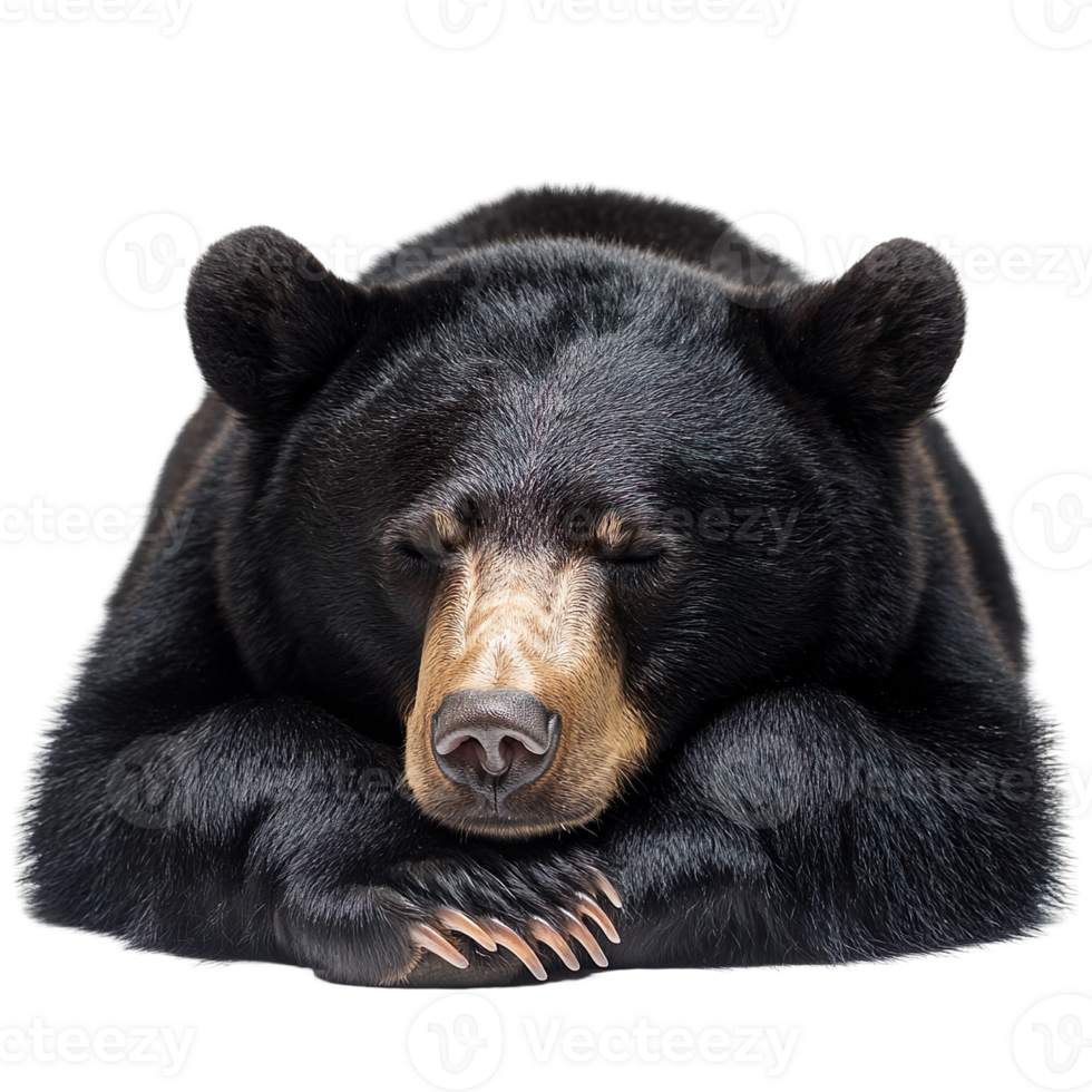 Black Bear sleeping isolated on transparent background png