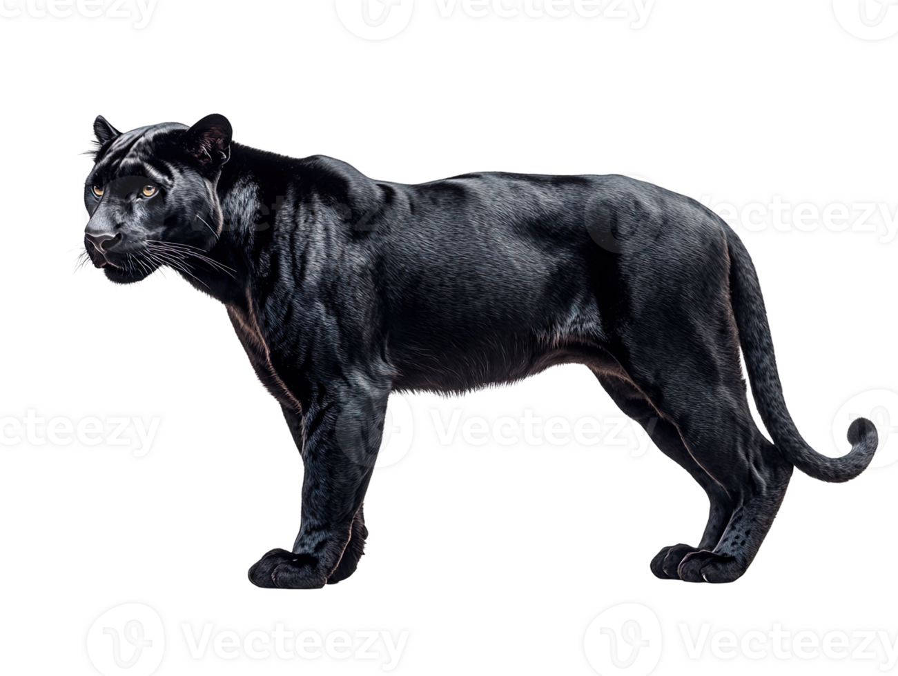 black panther standing isolated on transparent background png