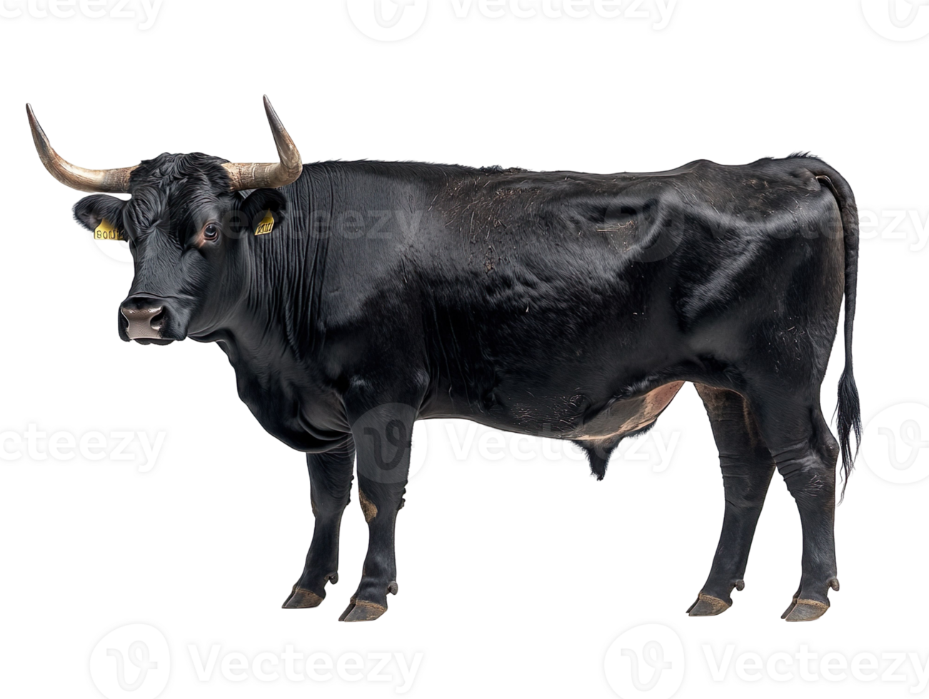 black bull cow with big horns isolated on transparent background png