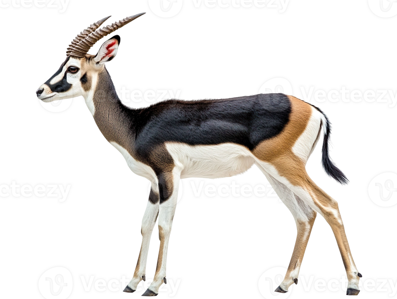 Blackbuck isolated on transparent background png