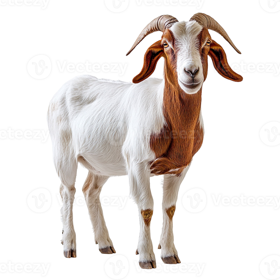 Boer goat isolated on transparent background png