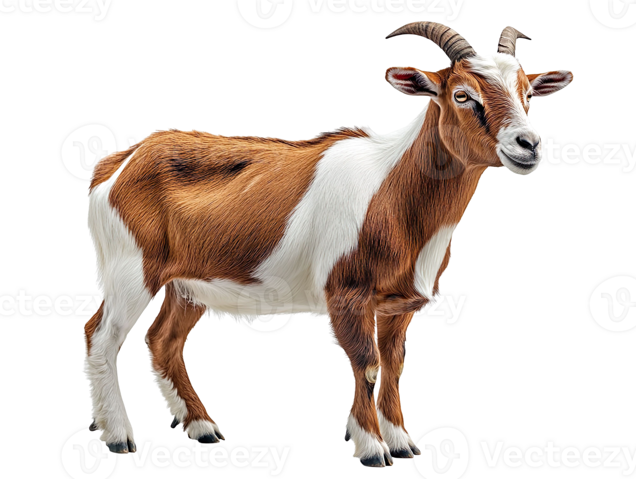 Brown and white goat isolated on transparent background png