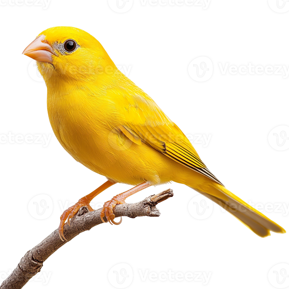 Canary isolated on transparent background png