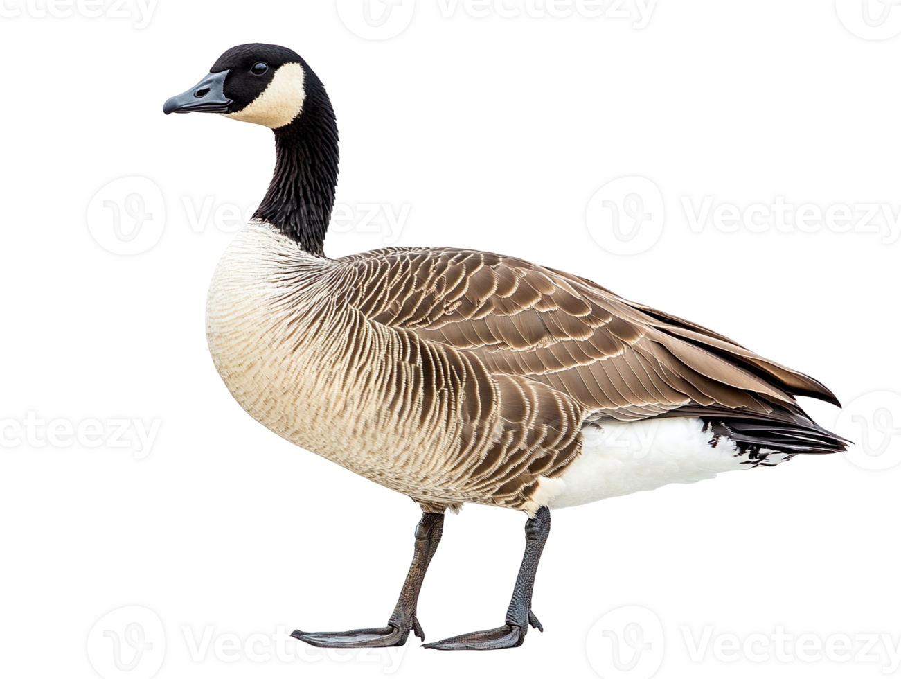 Canada Goose isolated on transparent background png