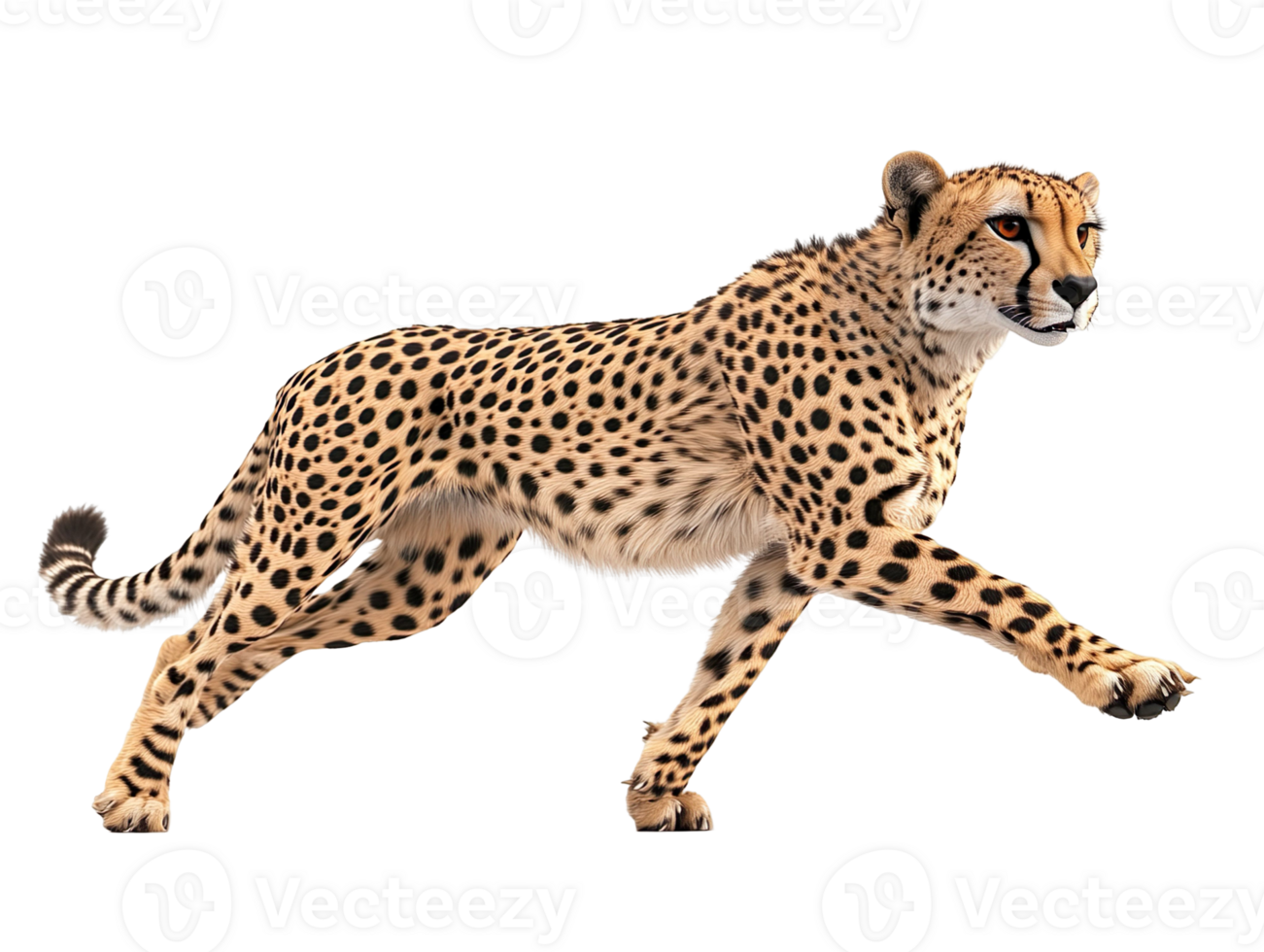 Cheetah Running Side View isolated on transparent background png