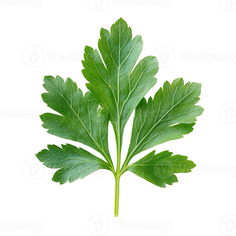 chervil leaf isolated on transparent background png