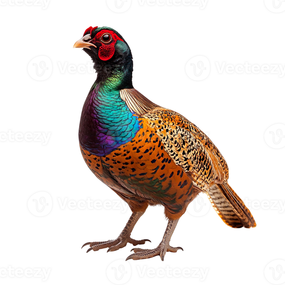 Common pheasant isolated on transparent background png