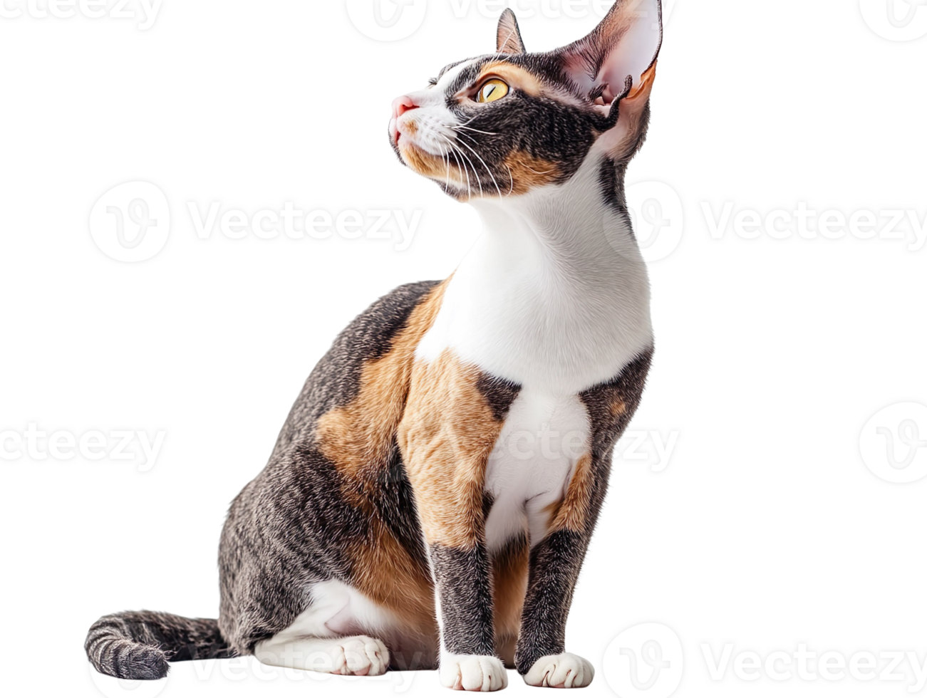Cornish Rex cat isolated on transparent background png