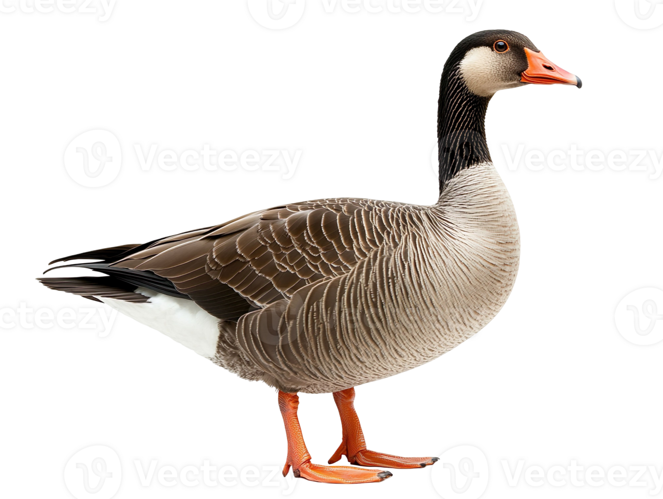 country goose isolated on transparent background png