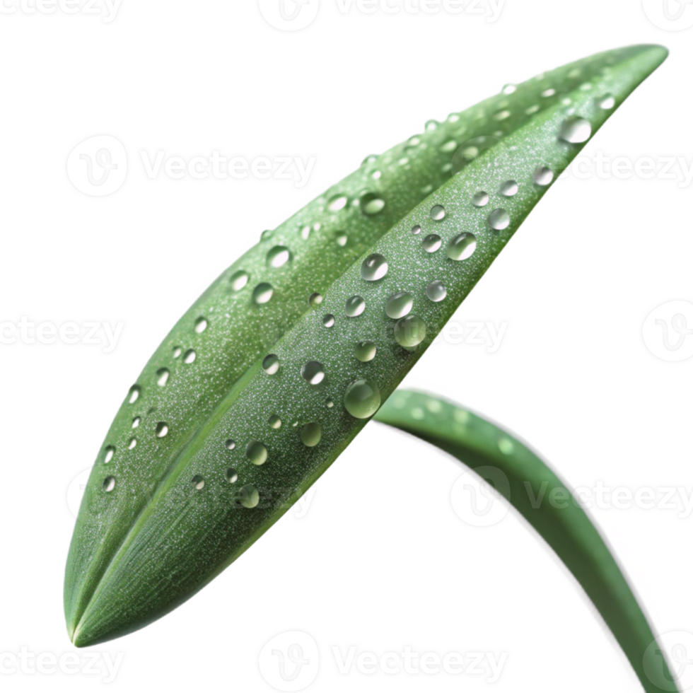 stunning modern A Close Up of a Dew Covered Blade of Gras high resolution png