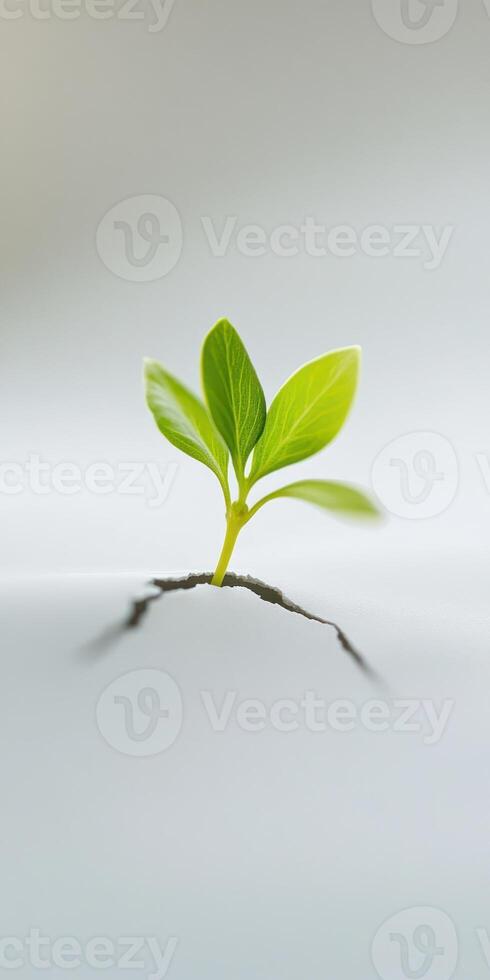 Breaking through. Young green plant emerging from cracked surface in high resolution photo