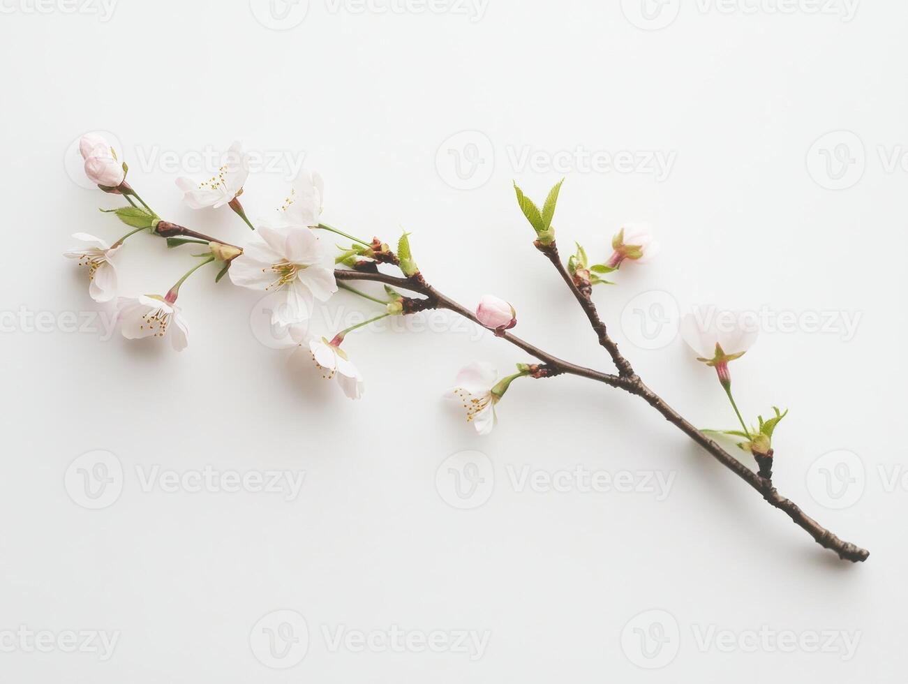 Minimalistic cherry blossom branch on white background for elegant decor and design photo