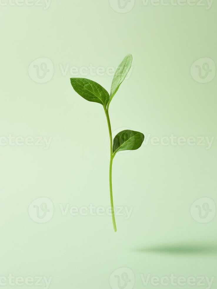 Minimalistic surreal studio shot of floating green plant on soft background photo