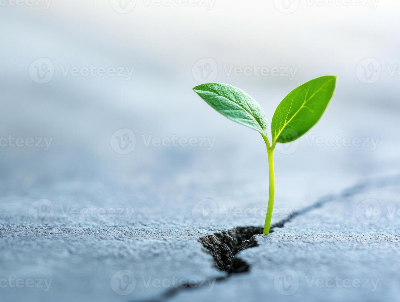 Fresh growth concept. Small green sprout in cracked surface photo