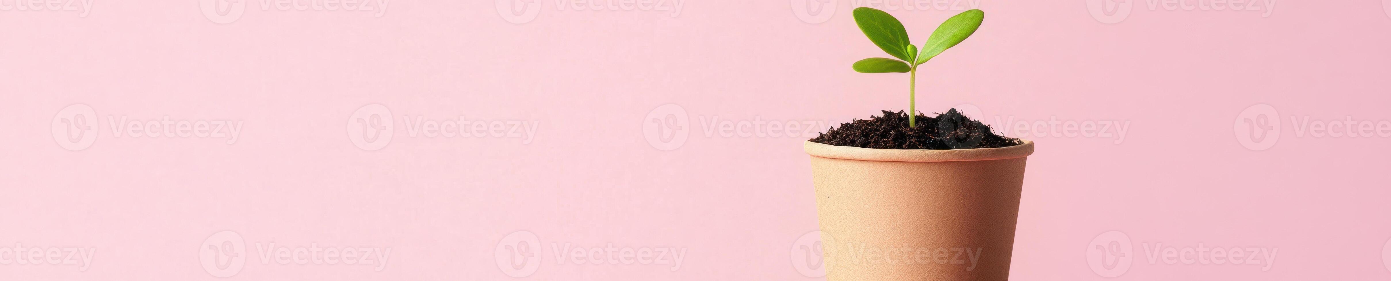 Minimalist biodegradable plant flat lay on pastel pink background for eco friendly design photo