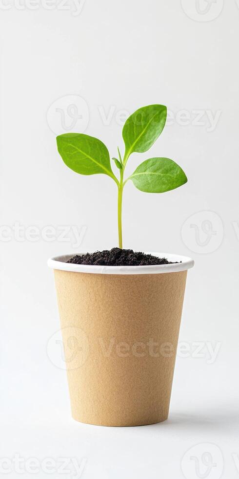 Eco friendly planting concept with seedling in sustainable cup photo