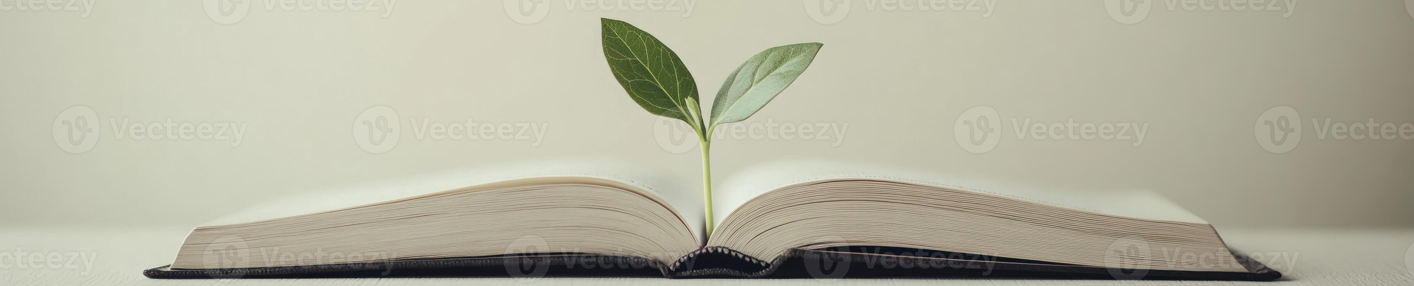 Simple and elegant composition of a sprout growing from an open book photo