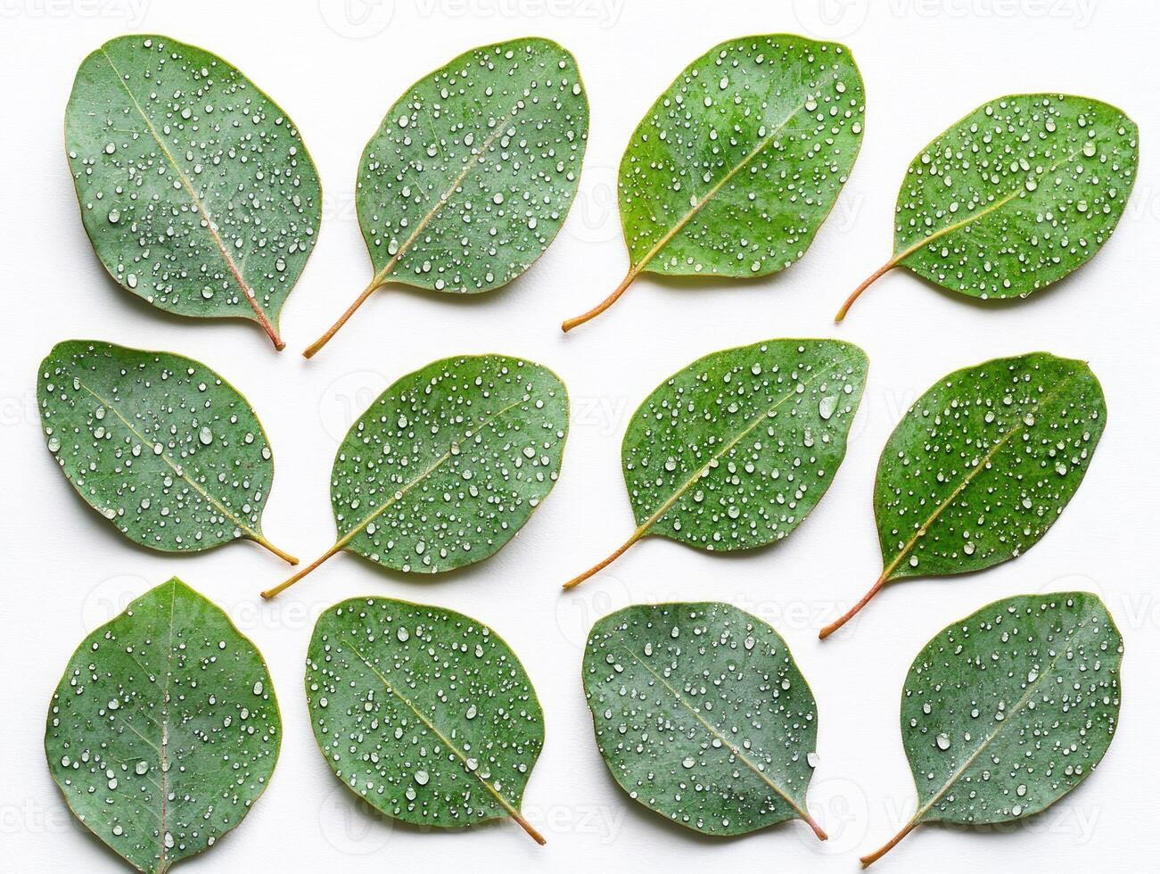 Artistic flat lay of eucalyptus leaves with raindrops for design and inspiration photo