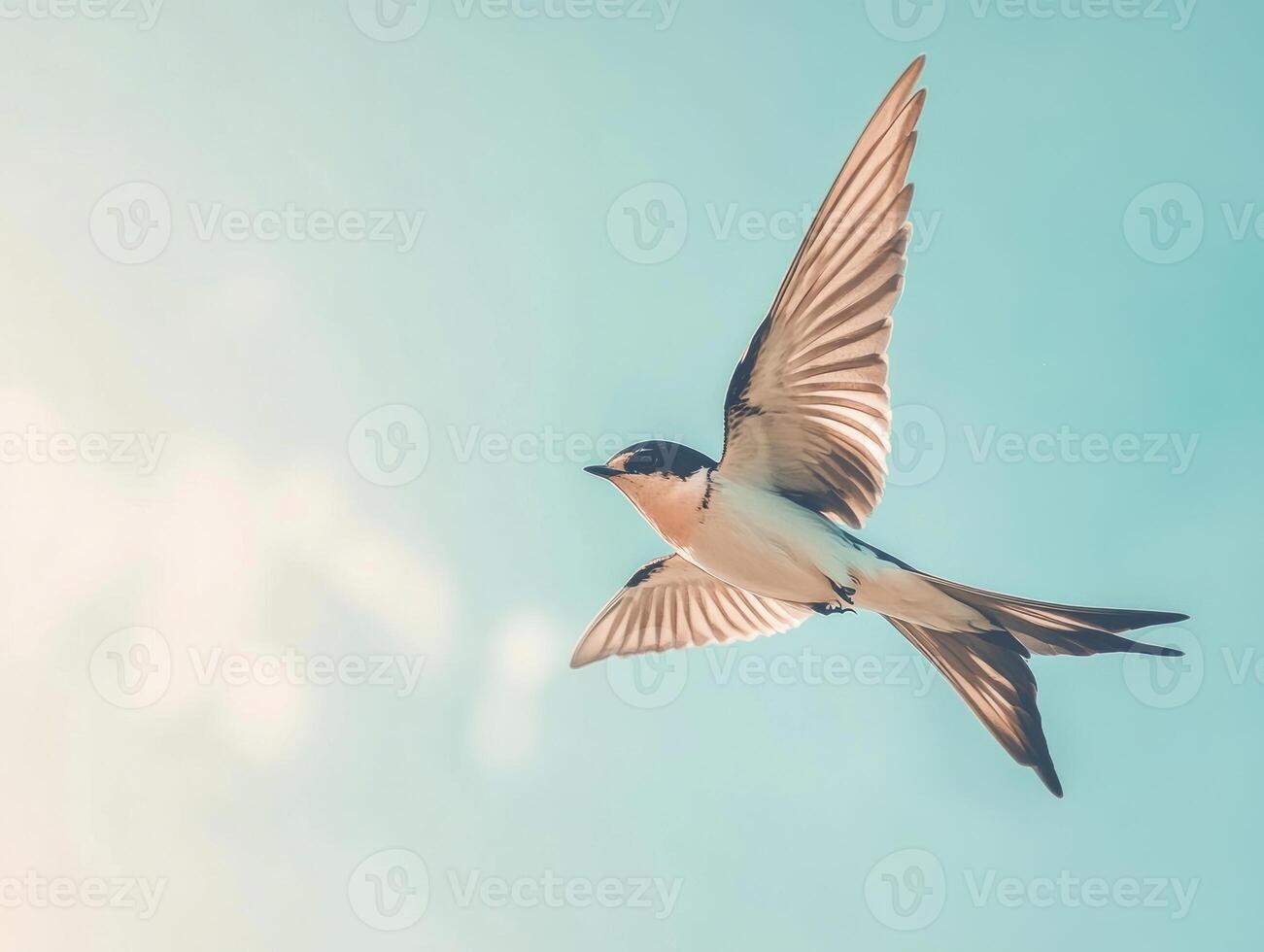 Minimalist art of a swallow in mid flight under clear sky for nature and bird watching themes photo