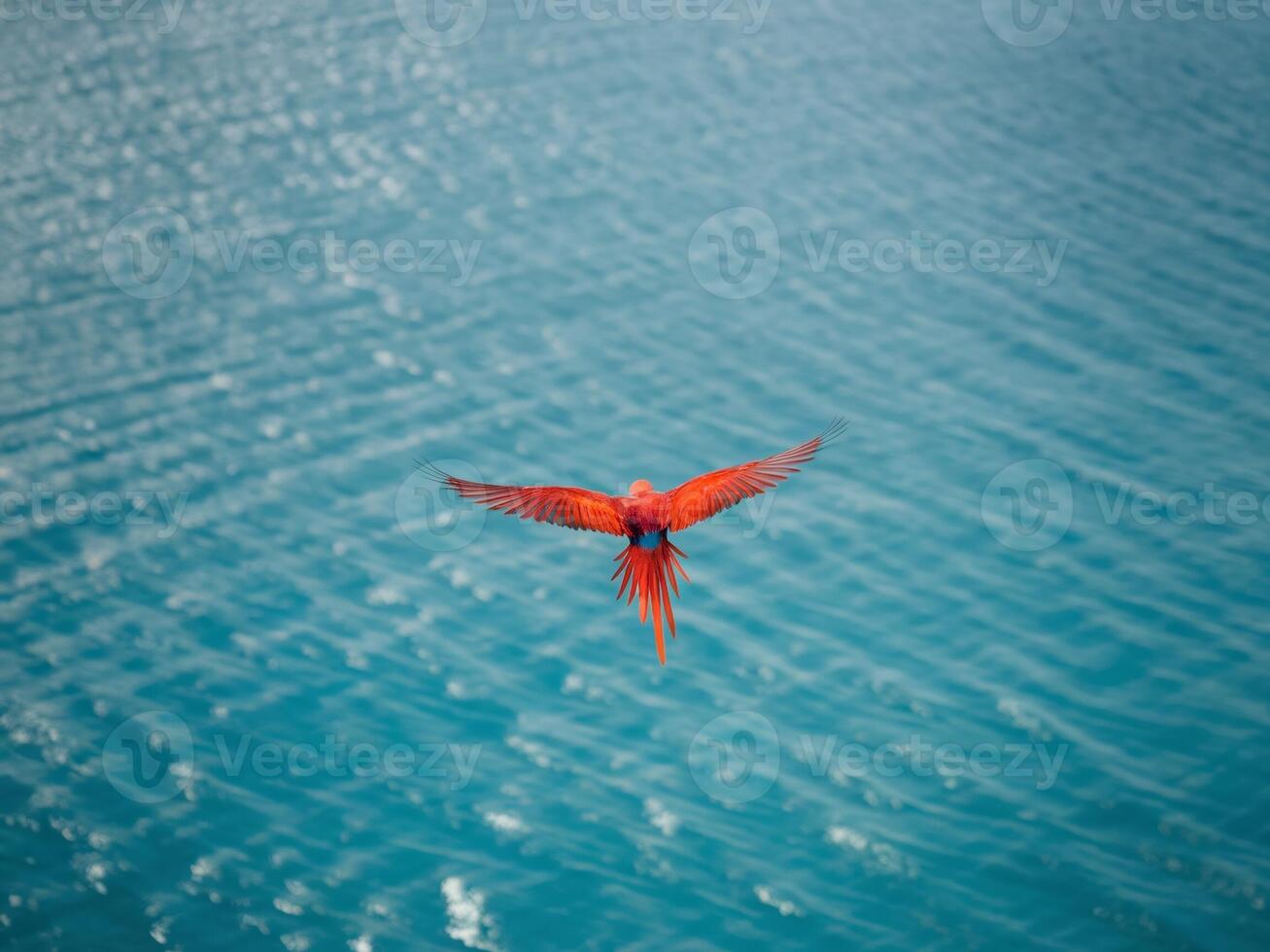A vibrant scarlet bird gracefully flies above shimmering turquoise waters. photo