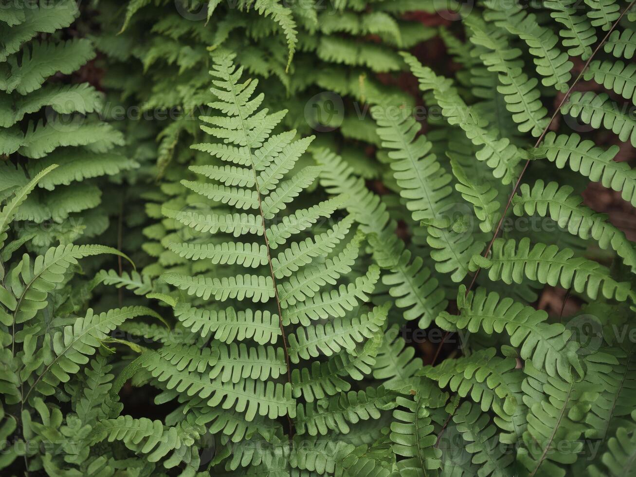 Lush green ferns create a vibrant, natural backdrop in a tranquil setting. photo