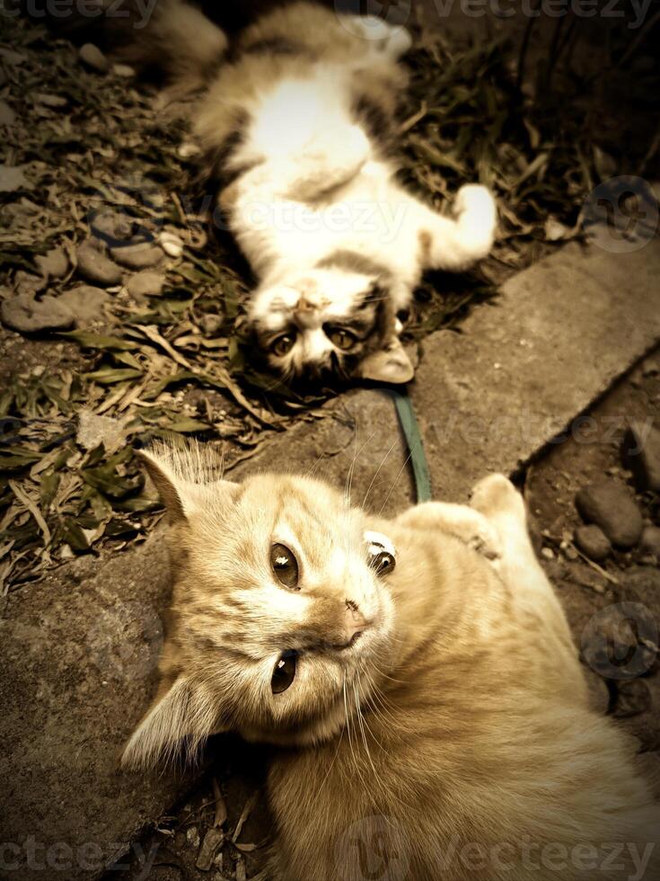 Two domestic mixed breed cats are relaxing in the yard photo