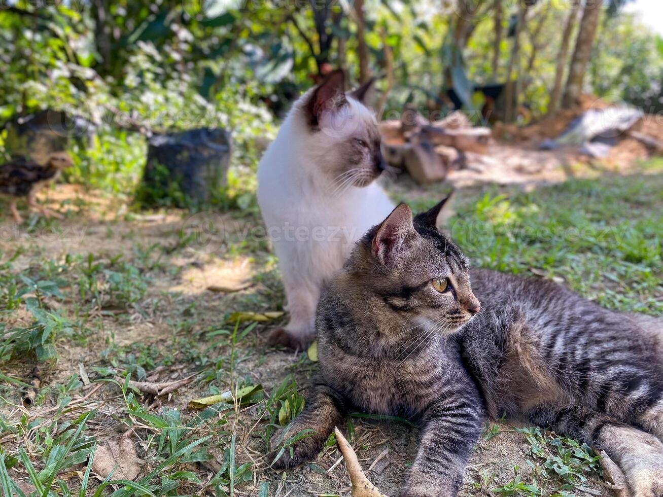 Two cats sitting on the grass in the shade photo