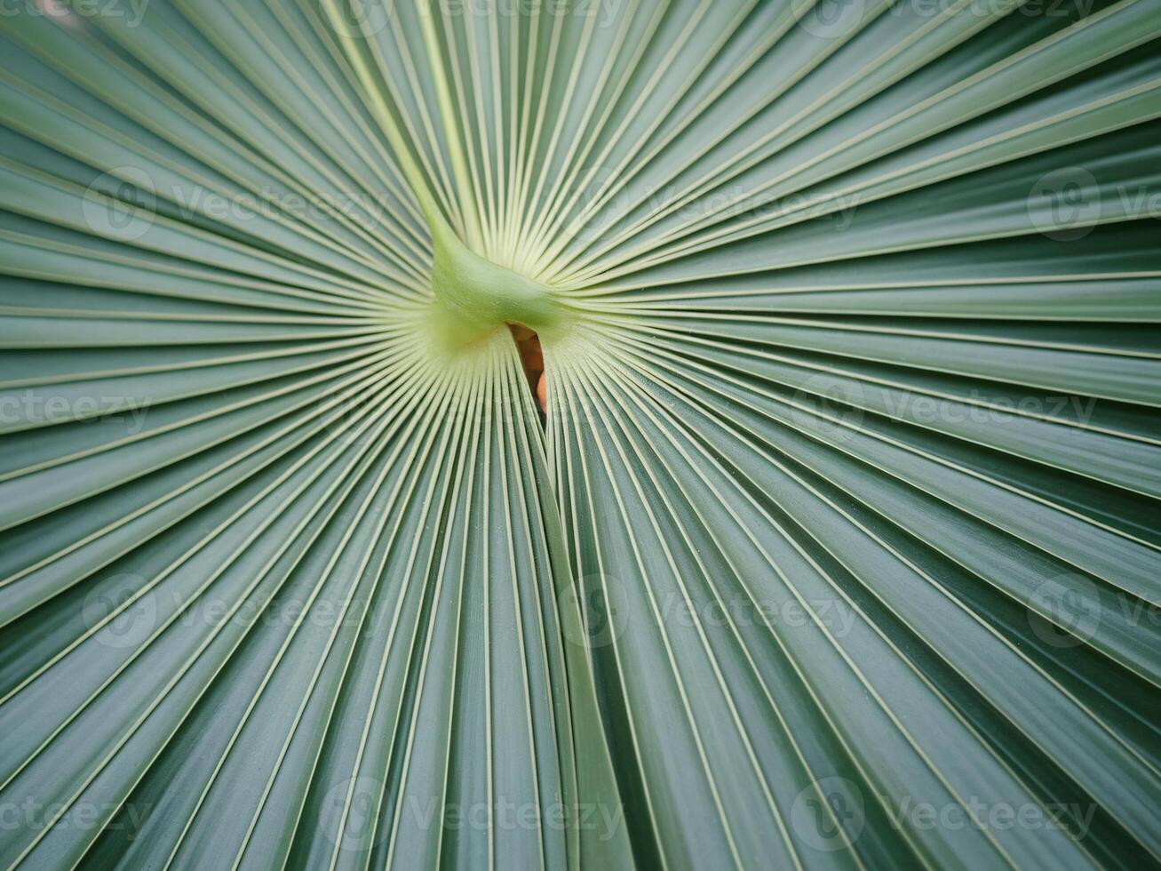 A close up of a palm leaf with a green center photo