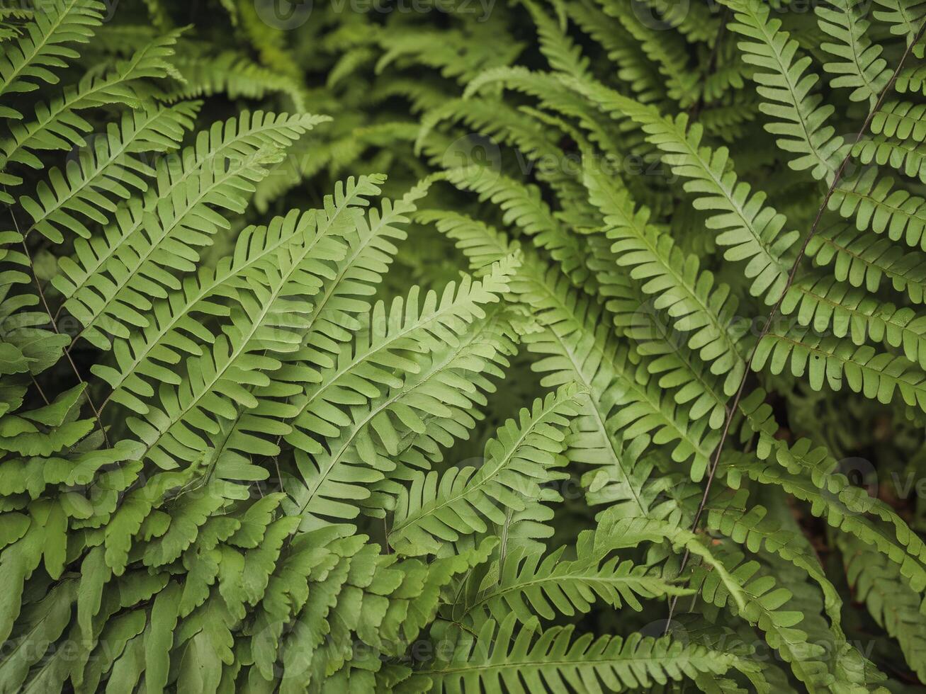 A close up of fern leaves photo