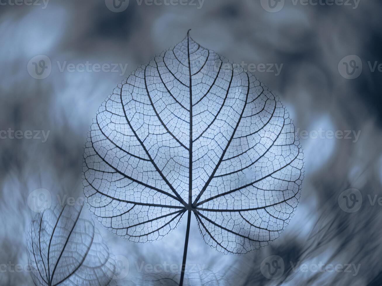 A leaf with many leaves on it in a blue sky photo