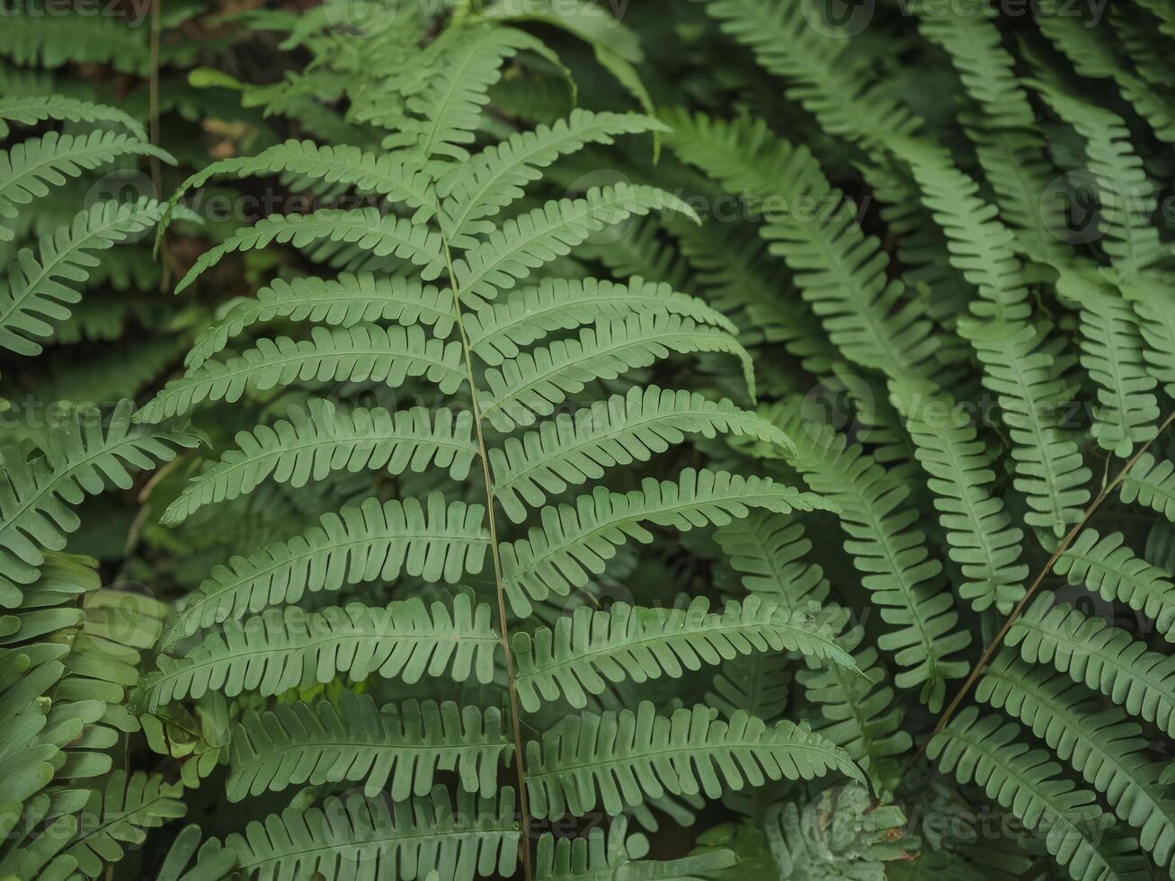 A fern leaf is shown in the forest photo