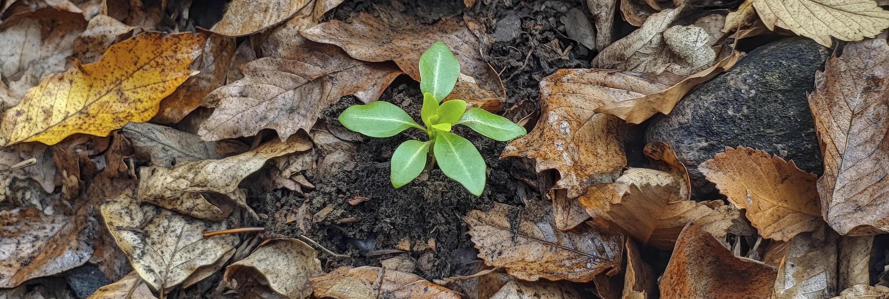 A small plant growing out of a pile of leaves photo
