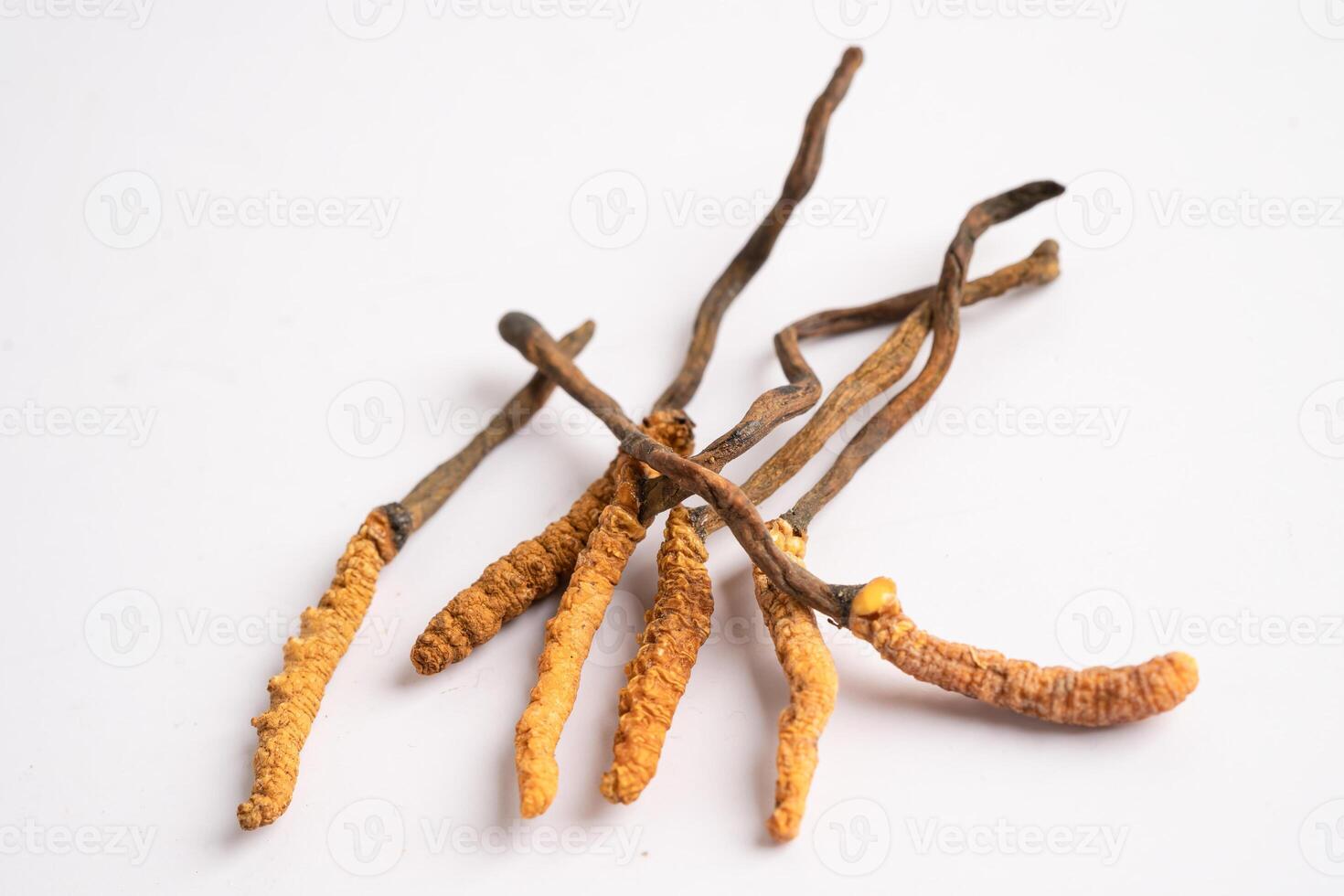 Cordyceps or Ophiocordyceps sinensis mushroom herb photo