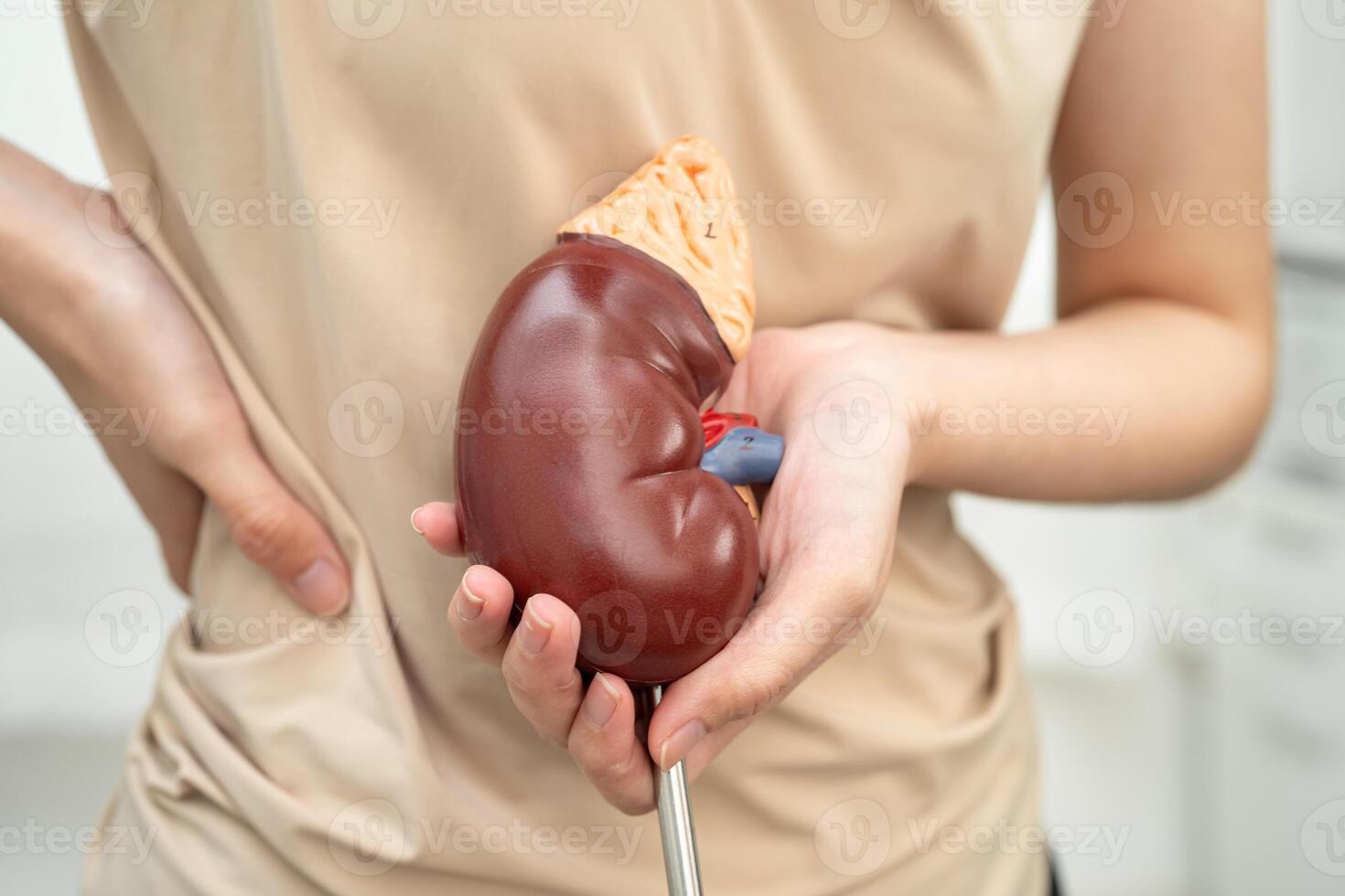 Chronic kidney disease, Asian woman with model for treatment urinary system, urology, Estimated glomerular filtration rate eGFR. photo