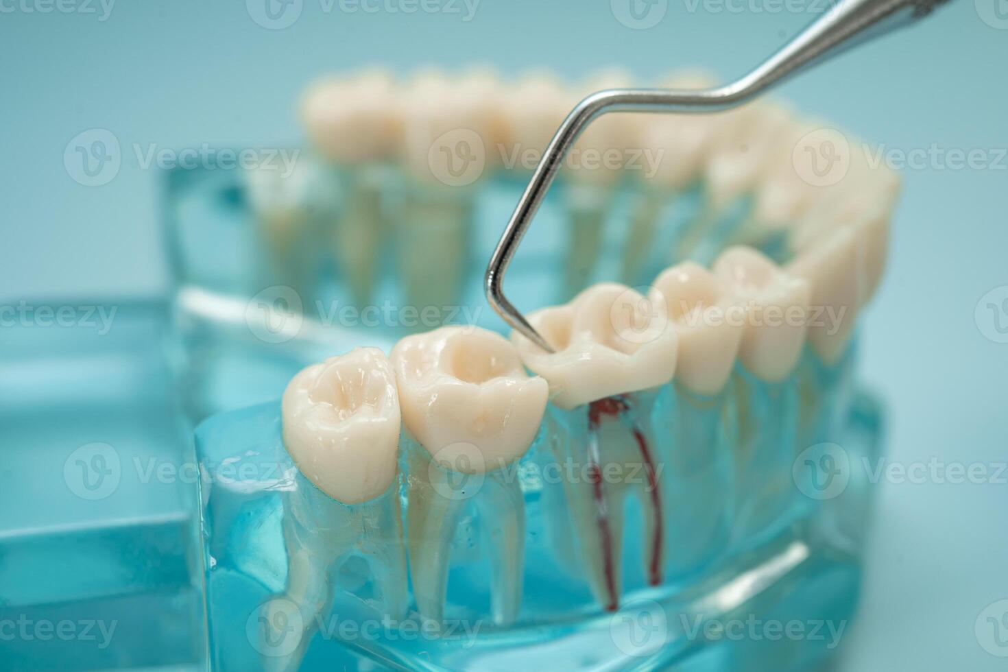 Dental teeth human model photo