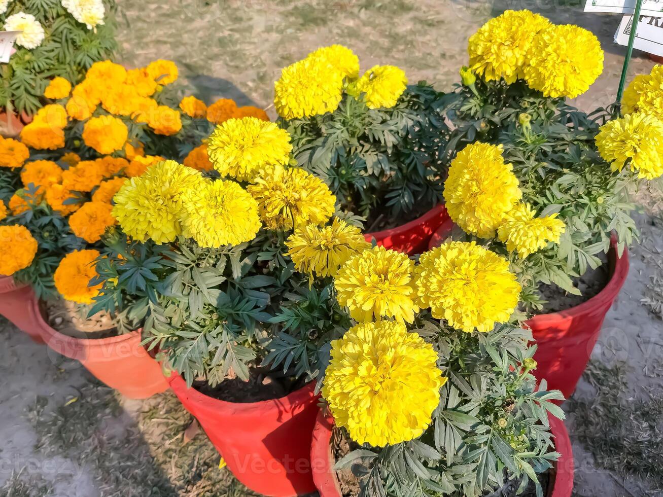 Yellow marigold flowers in pots photo