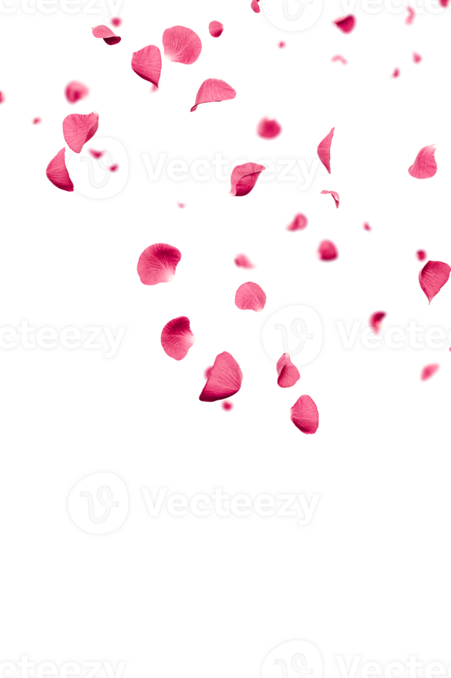 Pink rose elegant petals falling overlay 3d render png