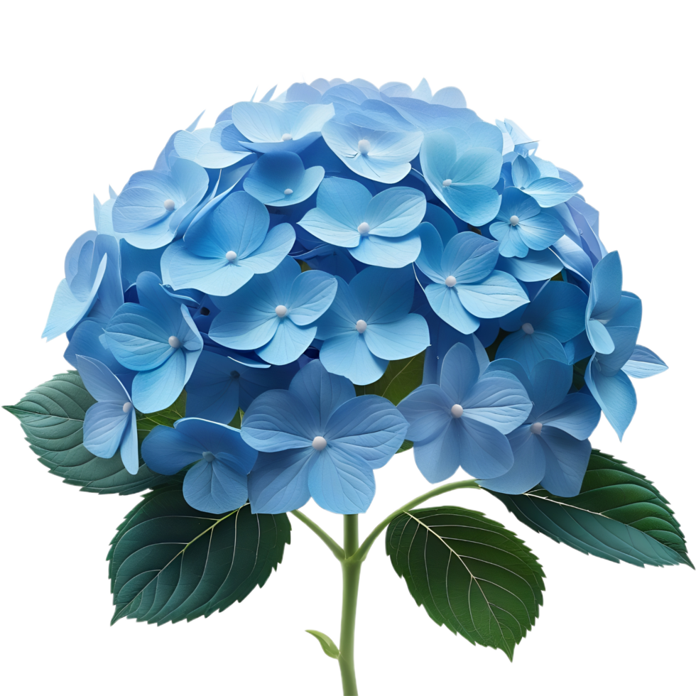 Beautiful Bright Blue Hydrangea Flower png