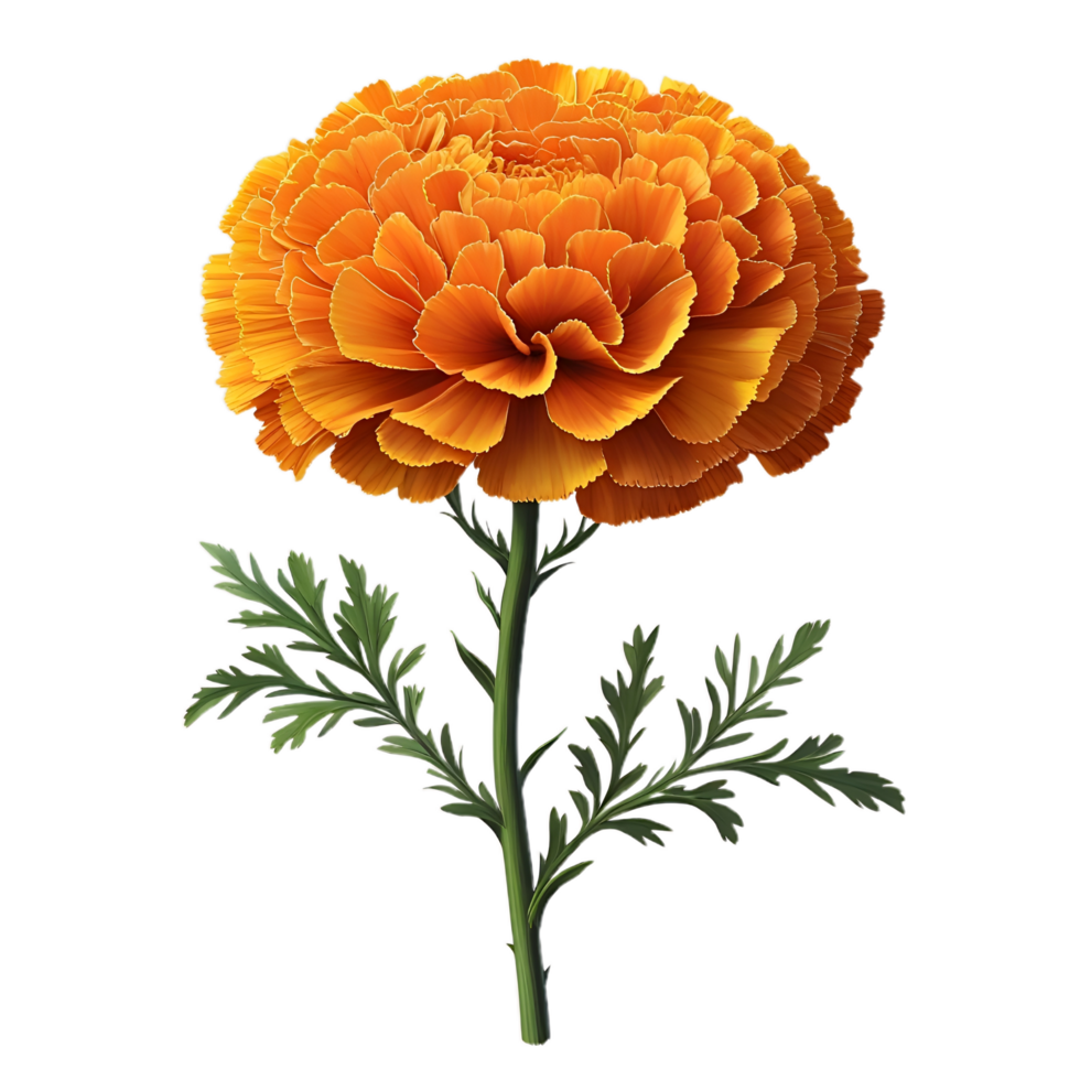 Beautiful Natural Golden Marigold Flower png