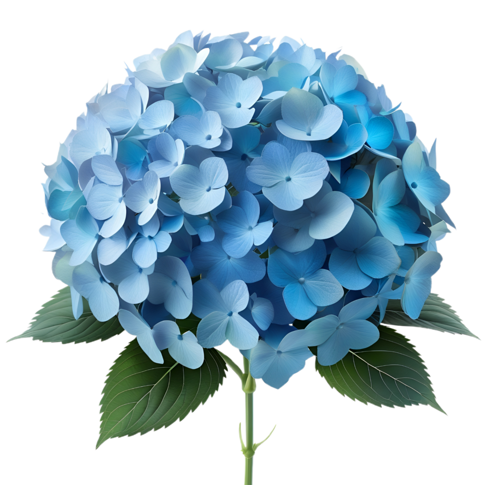 Natural Beautiful Blue Hydrangea Flower png