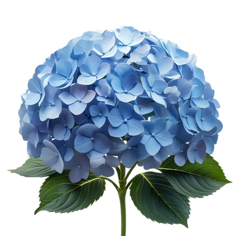 Natural Fresh Blue Hydrangea Flower png
