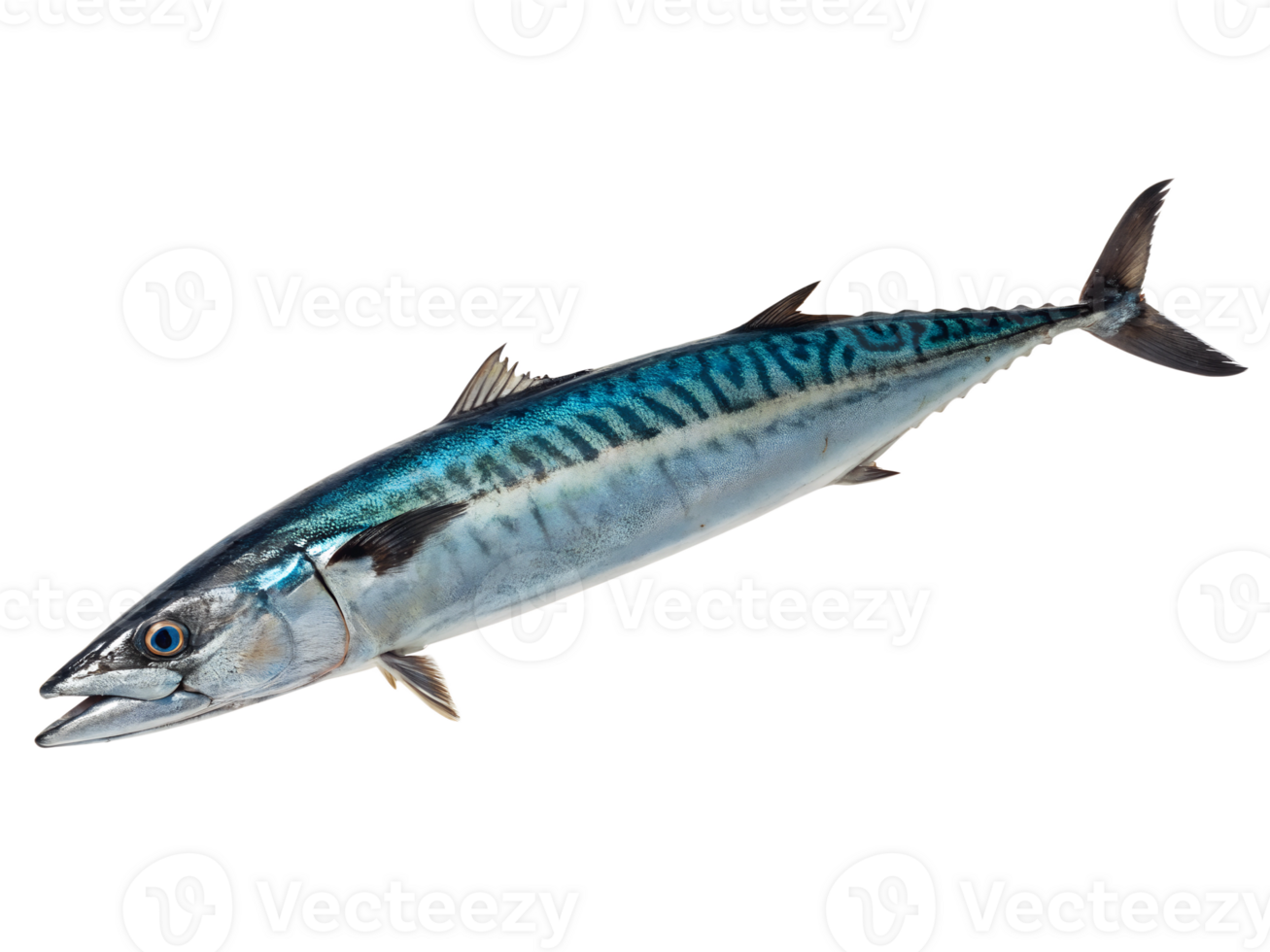 A fast-moving wahoo with elongated body and blue-green iridescent scales, isolated on transparent background png