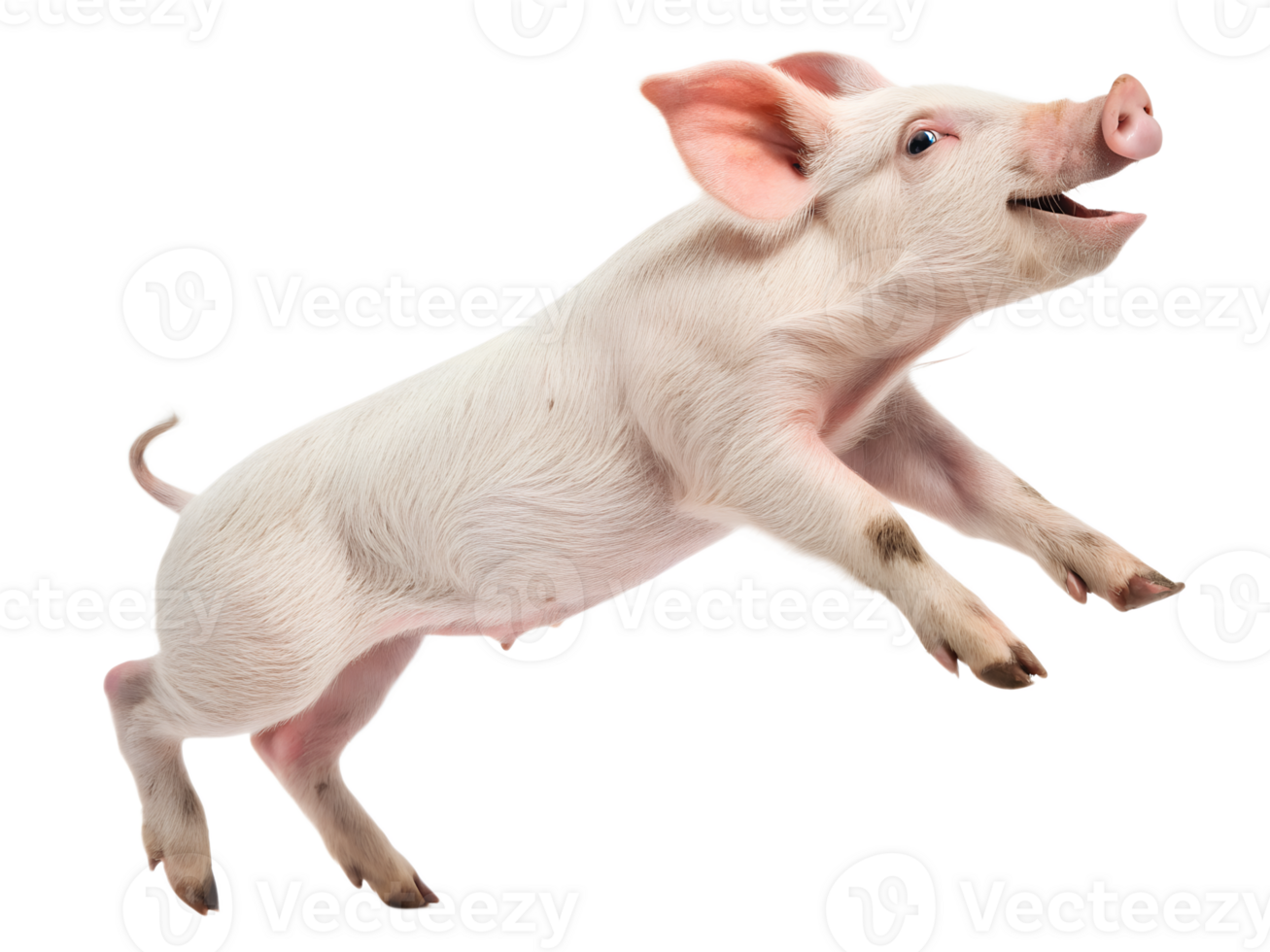 Pig is jumping, isolated on a transparent background png
