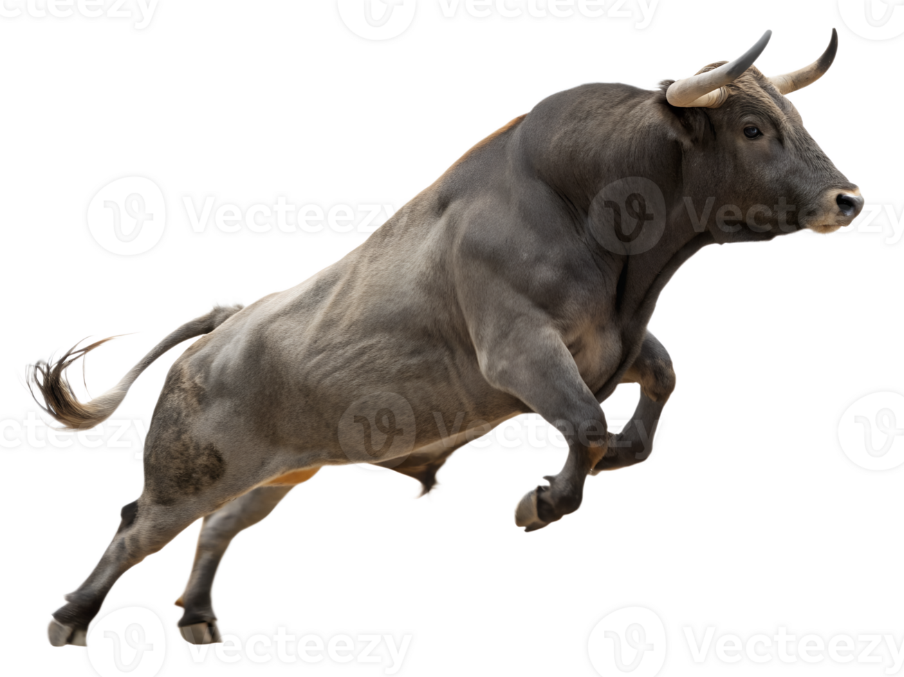 Bull is jumping, isolated on a transparent background png