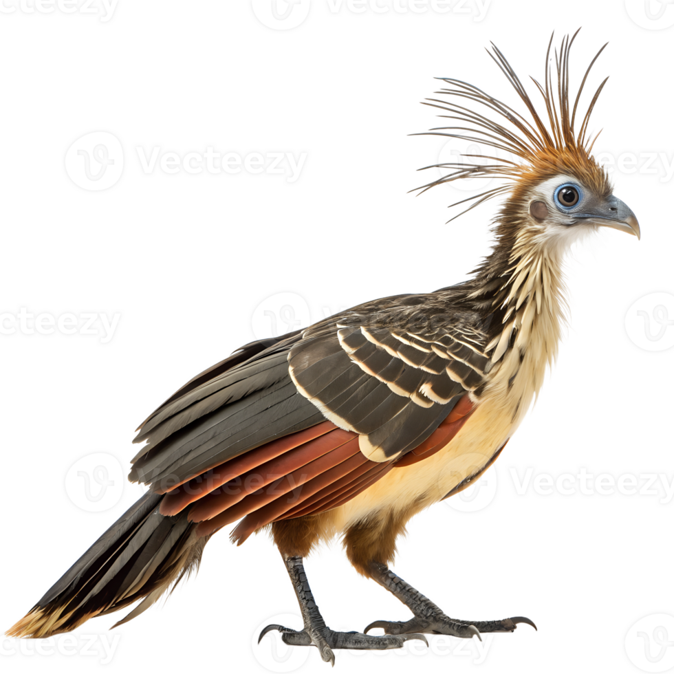 A South American bird with claws on its wings as a chick and a pungent smell, isolated on transparent background png