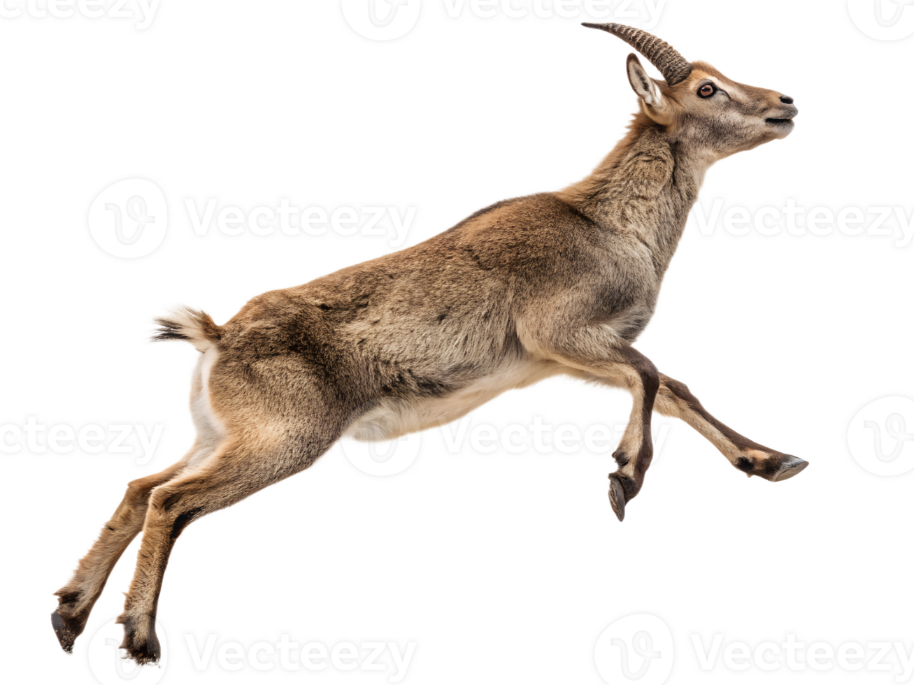 goat is jumping, isolated on a transparent background png