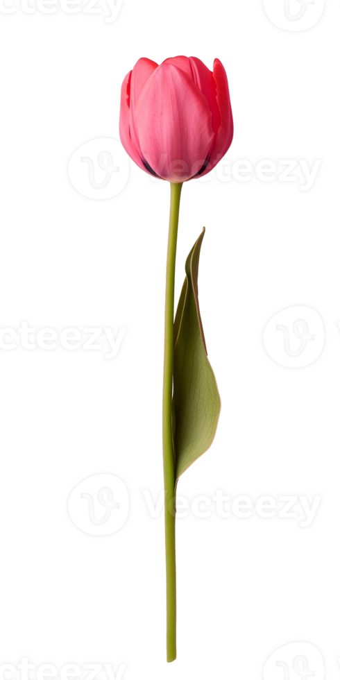 Elegant tulip flower on a long stem against a transparent background ideal for product showcase and artistic displays png