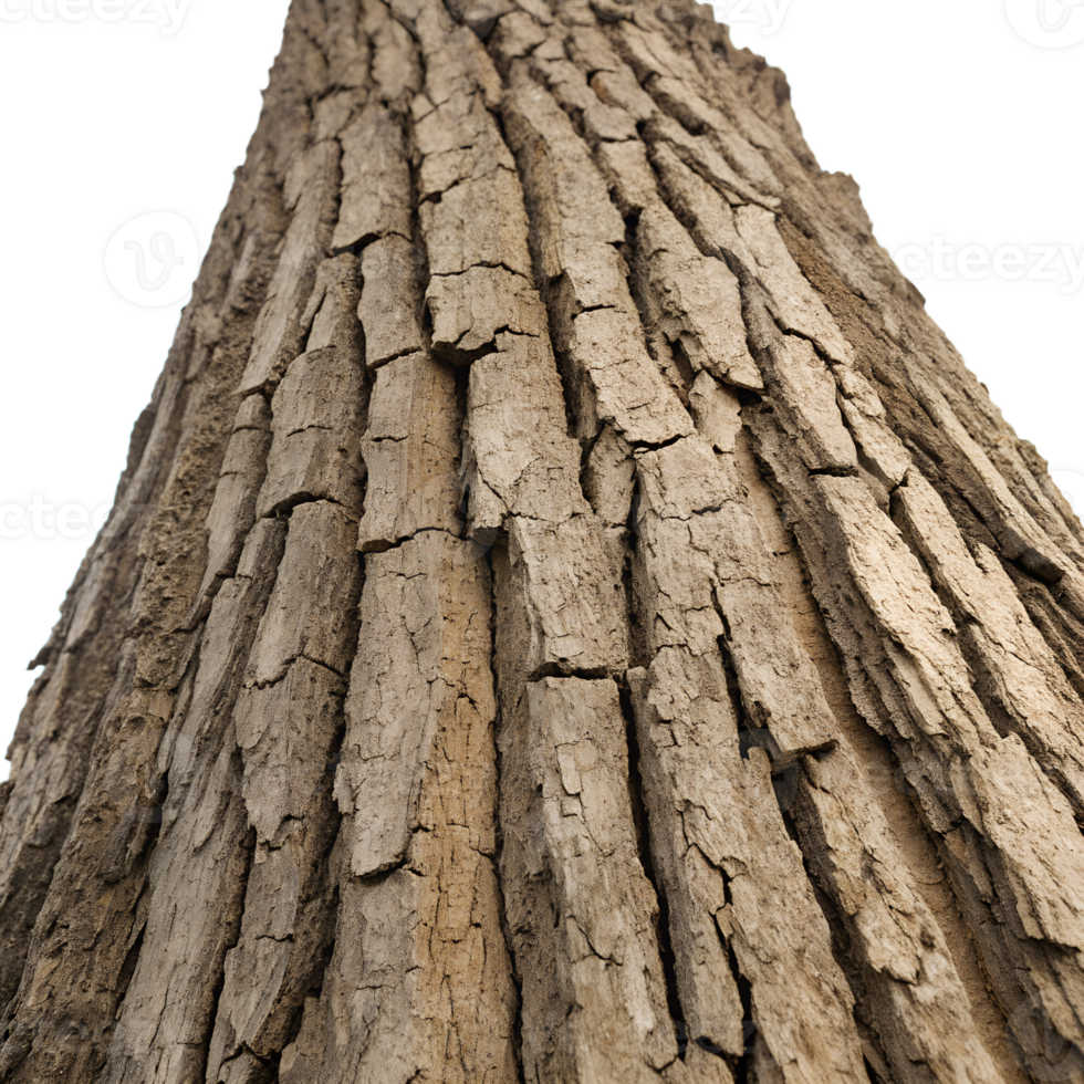 Close-up a Rough, weathered tree bark with deep grooves and cracks. Focus on creating texture with high contrast between the ridges and the crevices, isolated on a clean transparent background png