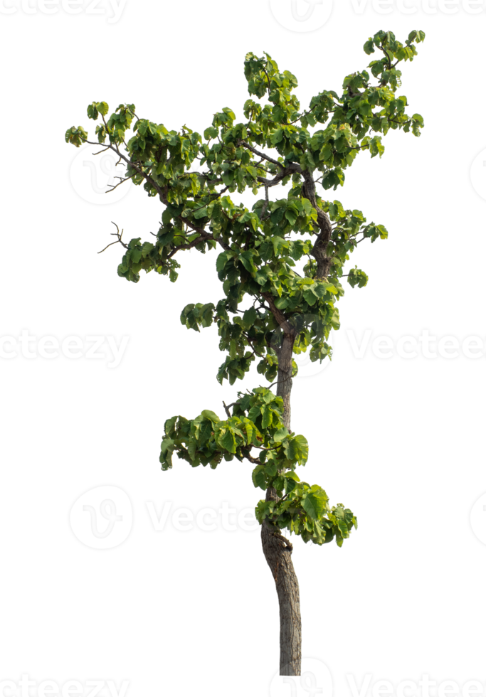 Real tree with green leaves, tree on transparent background, tropical trees png